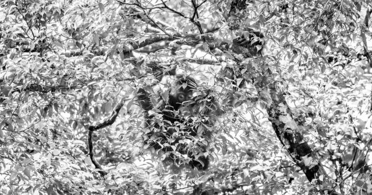 Neglected_Roots_Laura_frasca_mostra_fotografica_about_bologna_copertina